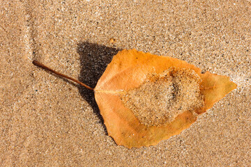 A lone cottonwood has captured a small amount of windswept sand as it lies on the beach at Harrington Beach State Park, Belgium, Wisconsin in late October