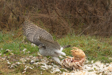 Habicht (Accipiter gentilis), hat ein  Huhn geschlagen