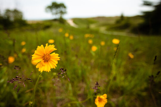Field of lance-leaf coreopsis flowers blowing in the wind at Kohler-Andrae State Park, Sheboygan, Wisconsin in late June.