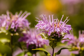 A close-up of Wild Bergamot growing in late July within the Pike Lake Unit, Kettle Moraine State Forest, Hartford, Wisconsin.