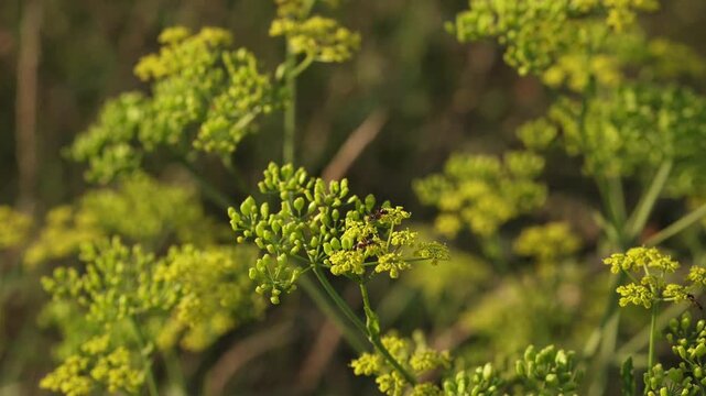 Prairie Parsley. Wild yellow parsley flower.