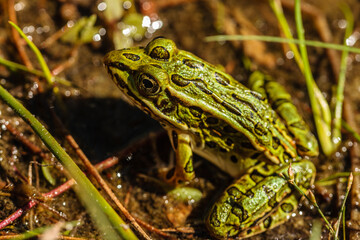 A Northern Leopard Frog warms itself in the early September sun among grass of Little John Junior Lake, near Sayner, Wisconsin in Vilas County