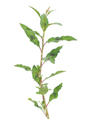 Spotted lady's thumb plant isolated on white, Persicaria hydropiper