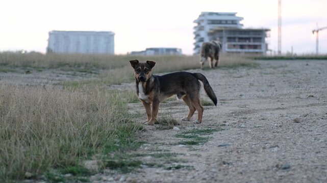 Wild dogs walking. Old cute dog on the grass. 