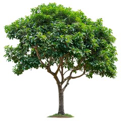 Obraz premium tree isolated on white background