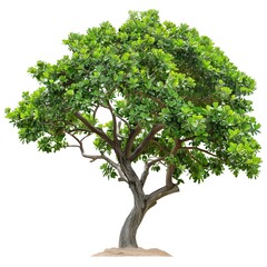 tree isolated on white background