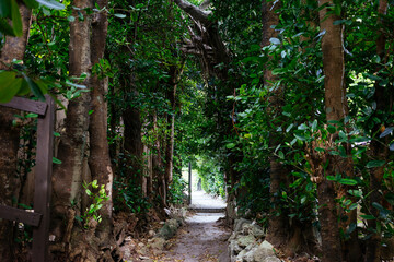 備瀬のフクギ並木