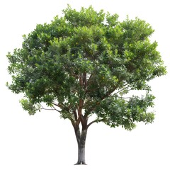 Fototapeta premium tree isolated on white background