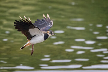 Close up of a Lapwing with wings spread coming into land over water.