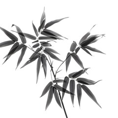 bamboo leaves isolated on white background