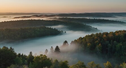 Fototapeta premium A Gentle Sunrise Over A Misty Forest