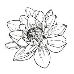 Hand drawn monochrome dahlia flower isolated on white background