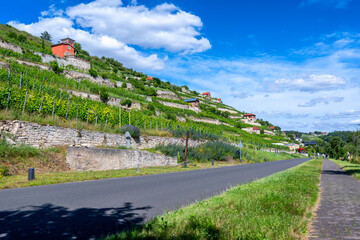 Viele Weinberge im Unstruttal als Blickfang am Unstrut Radweg