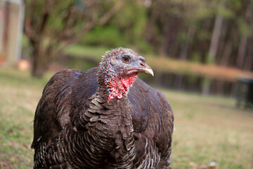 turkey