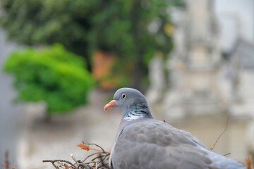 A pigeon in a nest in a flower box outside the window. Dove sits in a nest outside a window. Pigeons in the town. Life of pigeons in the city