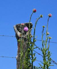 Flowering Thorn Weed