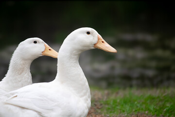 ducks