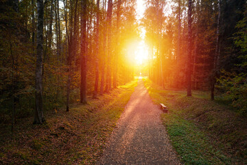 Obraz premium Autumn park with alley. Fall nature