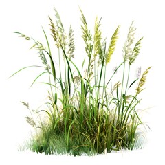 Fototapeta premium grass isolated on a white background