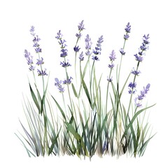 Naklejka premium lavender flowers isolated on white