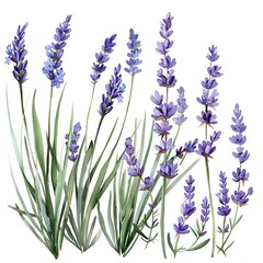 Naklejka premium lavender flowers isolated on white