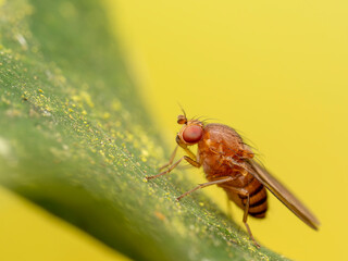 fly on leaf