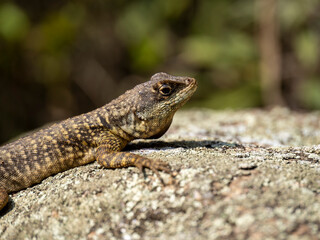 lizard on the stone