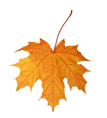 Yellow autumn leaf isolated
