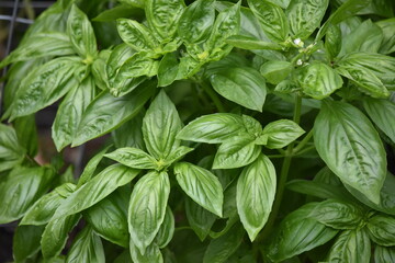 fresh green basil leaves herb plant