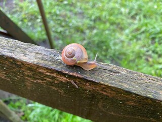 Snail and beetles