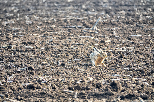 An old European hare (Lepus europaeus) on a sown field in the morning hour chooses a place for lying (diggind bed). Black sea region