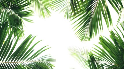 Obraz premium Isolated green palm tree leaves on white background panoramic view with focus and copying space