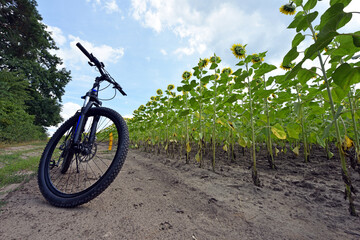 Fototapeta premium Mountain bike stands on in the field. bike stands on against a background of sunflower flowers. field road near agricultural field of sunflowers. outdoor cycling activities. summer time, autumn.