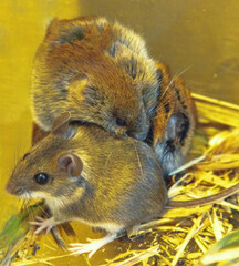 The mouse, vole lives in an aviary among fallen leaves. Wood mouse (Apodemus sylvaticus) and ??ommon red-backed vole (Clethrionomys glareolus). Breeders of wild animals
