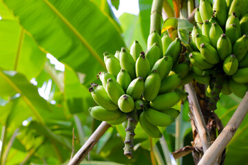 Bunch of fresh green bananas hanging from a banana tree
