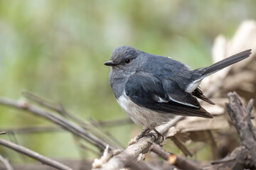 Oriental magpie robin perched on dry branch