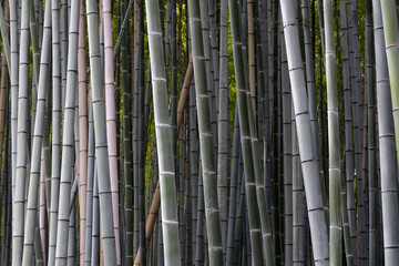 Arashiyama Bamboo Forest, Bamboo Grove Kyoto, Japan