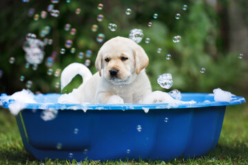 yellow labrador puppy in a basin with soap and bubbles
