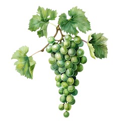 Obraz premium grapes isolated on white