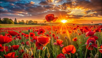 Obraz premium Poppy Field Sunset, Golden Hour, Red Flowers, Nature, Landscape