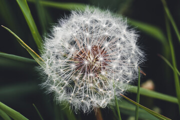 Dandelion in the grass | round Blowball with green background | Detail shot blooming dandelion in...