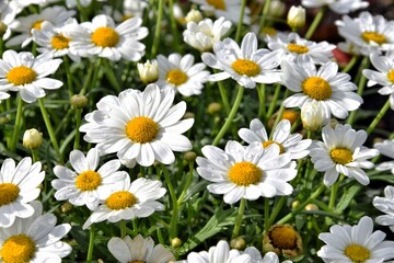 Fototapeta premium Flowers of white, wild, meadow chamomile with raindrops.