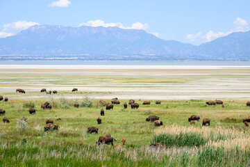Bison herd on Antelope Island Utah with calves and distant Wasatch Range mountains