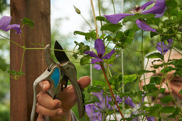 An adult man is cutting a blue clematis flower from a bush with garden shears.  The man's face is...