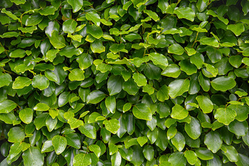 Fototapeta premium Background photography of Griselinia hedge, broadleaf, leaf; plant; drop; race; rain; green; natural; nature; garden; botanical; gardening; foliage