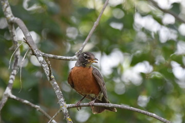 robin bird perched on a branch