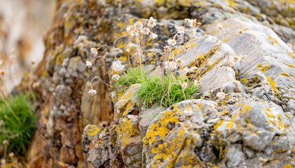 Small wildflowers and green grass growing on moss-covered rocks