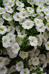 Many white petunias blooming flowers with green leaves. Background or backdrop.