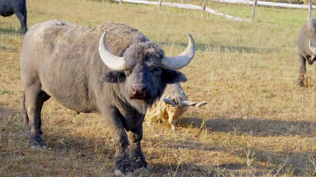 a domestic buffalo and a rack of sheep grazing in a pen in the summer heat