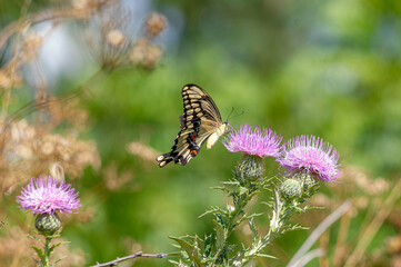 Butterfly on Purple Thistle Flower in Natural Setting